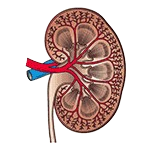 Acurate_kidney removebg preview